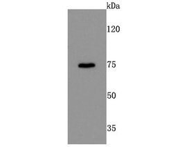 Invitrogen DRD1 Recombinant Rabbit Monoclonal Antibody (JM10-93) 100 &mu;L;