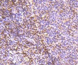 Invitrogen PDCD4 Recombinant Rabbit Monoclonal Antibody (JA80-83) 100 &mu;L;