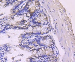 Invitrogen PDCD4 Recombinant Rabbit Monoclonal Antibody (JA80-83) 100 &mu;L;