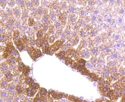 Invitrogen MMP3 Recombinant Rabbit Monoclonal Antibody (JM46-22) 100 &mu;L | Buy Online | Invitrogen&trade; | Fisher Scientific