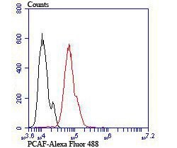 Invitrogen PCAF Recombinant Rabbit Monoclonal Antibody (JU88-63) 100 &mu;L;