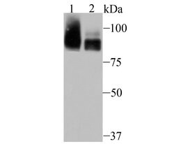 Invitrogen PCAF Recombinant Rabbit Monoclonal Antibody (JU88-63) 100 &mu;L;