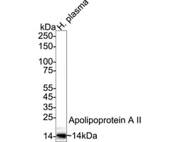 Invitrogen ApoA2 Recombinant Rabbit Monoclonal Antibody (JB70-35) 100 &mu;L;