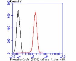 Invitrogen Phospho-CREB (Ser133) Recombinant Rabbit Monoclonal Antibody