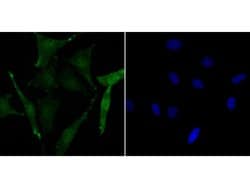 Invitrogen Phospho-CREB (Ser133) Recombinant Rabbit Monoclonal Antibody