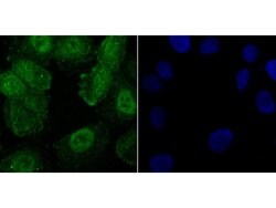Invitrogen Phospho-CREB (Ser133) Recombinant Rabbit Monoclonal Antibody