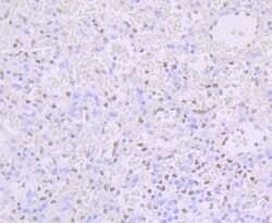 Invitrogen Phospho-CREB (Ser133) Recombinant Rabbit Monoclonal Antibody