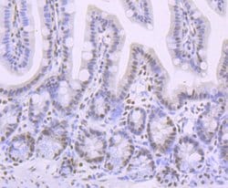 Invitrogen Phospho-CREB (Ser133) Recombinant Rabbit Monoclonal Antibody