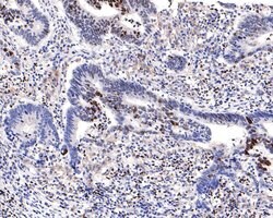 Invitrogen Phospho-CREB (Ser133) Recombinant Rabbit Monoclonal Antibody