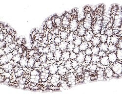 Invitrogen Phospho-CREB (Ser133) Recombinant Rabbit Monoclonal Antibody