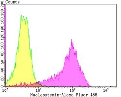 Invitrogen Nucleostemin Recombinant Rabbit Monoclonal Antibody (JG37-82)