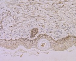 Invitrogen Nucleostemin Recombinant Rabbit Monoclonal Antibody (JG37-82)