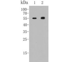 Invitrogen ICAD Recombinant Rabbit Monoclonal Antibody (JE49-23) 100 &mu;L;