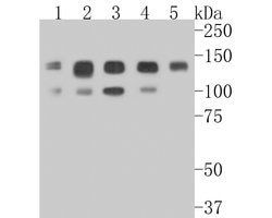 Invitrogen GTF2I Recombinant Rabbit Monoclonal Antibody (JE56-20) 100 &mu;L;