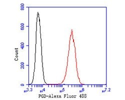 Invitrogen PGD Recombinant Rabbit Monoclonal Antibody (JE56-26) 100 &mu;L | Buy Online | Invitrogen&trade; | Fisher Scientific