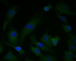 Invitrogen PGD Recombinant Rabbit Monoclonal Antibody (JE56-26) 100 &mu;L | Buy Online | Invitrogen&trade; | Fisher Scientific