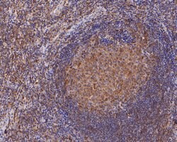 Invitrogen CARS Recombinant Rabbit Monoclonal Antibody (JE55-84) 100 &mu;L;