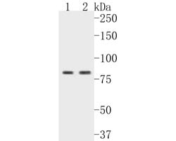 Invitrogen CARS Recombinant Rabbit Monoclonal Antibody (JE55-84) 100 &mu;L;