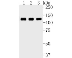Invitrogen CC2D1A Recombinant Rabbit Monoclonal Antibody (JE55-34) 100 &mu;L | Buy Online | Invitrogen&trade; | Fisher Scientific