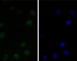 Invitrogen CtBP2 Recombinant Rabbit Monoclonal Antibody (JE56-00) 100 &mu;L;