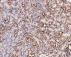 Invitrogen CtBP2 Recombinant Rabbit Monoclonal Antibody (JE56-00) 100 &mu;L;