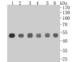 Invitrogen CtBP2 Recombinant Rabbit Monoclonal Antibody (JE56-00) 100 &mu;L;