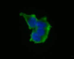Invitrogen PIM2 Recombinant Rabbit Monoclonal Antibody (JE55-57) 100 &mu;L;