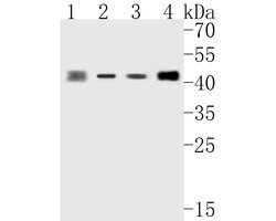Invitrogen ABH1 Recombinant Rabbit Monoclonal Antibody (JE56-09) 100 &mu;L;