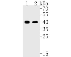 Invitrogen QKI Recombinant Rabbit Monoclonal Antibody (JE55-71) 100 &mu;L | Buy Online | Invitrogen&trade; | Fisher Scientific
