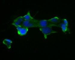 Invitrogen PAK3 Recombinant Rabbit Monoclonal Antibody (JE57-39) 100 &mu;L;
