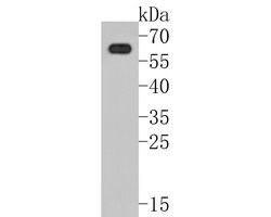 Invitrogen PAK3 Recombinant Rabbit Monoclonal Antibody (JE57-39) 100 &mu;L;