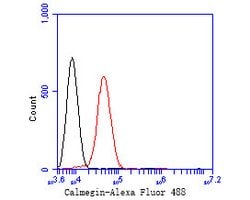 Invitrogen CLGN Recombinant Rabbit Monoclonal Antibody (JE58-25) 100 μL;