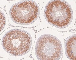 Invitrogen CLGN Recombinant Rabbit Monoclonal Antibody (JE58-25) 100 μL;