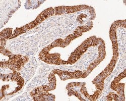 Invitrogen CLGN Recombinant Rabbit Monoclonal Antibody (JE58-25) 100 μL;