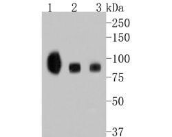 Invitrogen TrkB Recombinant Rabbit Monoclonal Antibody (JE58-22) 100 &mu;L | Buy Online | Invitrogen&trade; | Fisher Scientific