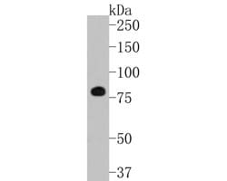 Invitrogen EGR1 Recombinant Rabbit Monoclonal Antibody (JE57-62) 100 &mu;L | Buy Online | Invitrogen&trade; | Fisher Scientific