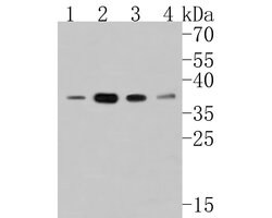 Invitrogen HDGF Recombinant Rabbit Monoclonal Antibody (JE56-32) 100 &mu;L;