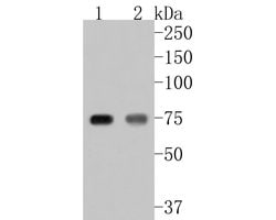 Invitrogen ACSL4 Recombinant Rabbit Monoclonal Antibody (JE56-33) 100 &mu;L;