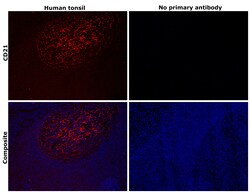 Invitrogen CD21 Monoclonal Antibody (A4E5) 100 &mu;L; Unconjugated:Antibodies,
