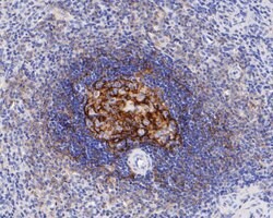 Invitrogen CD21 Monoclonal Antibody (A4E5) 100 &mu;L; Unconjugated:Antibodies,