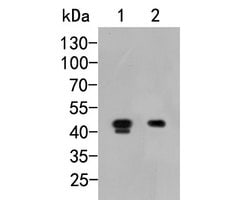 Invitrogen MICA Monoclonal Antibody (A4C5) 100 &mu;L; Unconjugated:Antibodies,