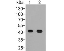 Invitrogen ARL13B Monoclonal Antibody (A4E4) 100 &mu;L; Unconjugated:Antibodies,