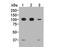 Invitrogen IREB2 Monoclonal Antibody (9D1) 100 &mu;L | Buy Online | Invitrogen&trade; | Fisher Scientific