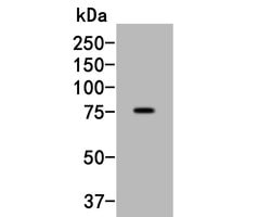 Invitrogen SLC44A4 Monoclonal Antibody (3-F2) 100 &mu;L; Unconjugated:Antibodies,