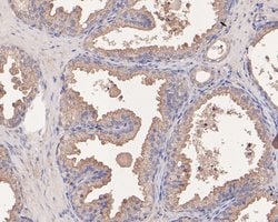 NSUN4 Monoclonal Antibody (4G4), Invitrogen 100 &mu;L; Unconjugated:Antibodies,