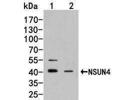 NSUN4 Monoclonal Antibody (4G4), Invitrogen 100 &mu;L; Unconjugated:Antibodies,
