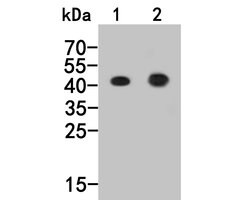 Invitrogen FEN1 Monoclonal Antibody (A1B12) 100 &mu;L; Unconjugated:Antibodies,
