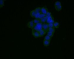 Invitrogen AGTR1 Monoclonal Antibody (11B3) 100 &mu;L; Unconjugated:Antibodies,