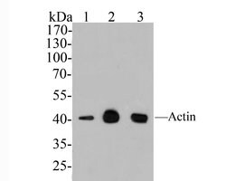 Invitrogen Actin Monoclonal Antibody (A2E1) 100 &mu;L; Unconjugated:Antibodies,