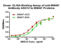 Invitrogen MMAF Monoclonal Antibody (A5G12) 100 &mu;L; Unconjugated:Antibodies,